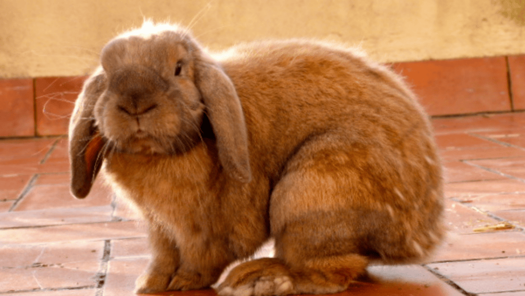 Lop Eared Rabbits