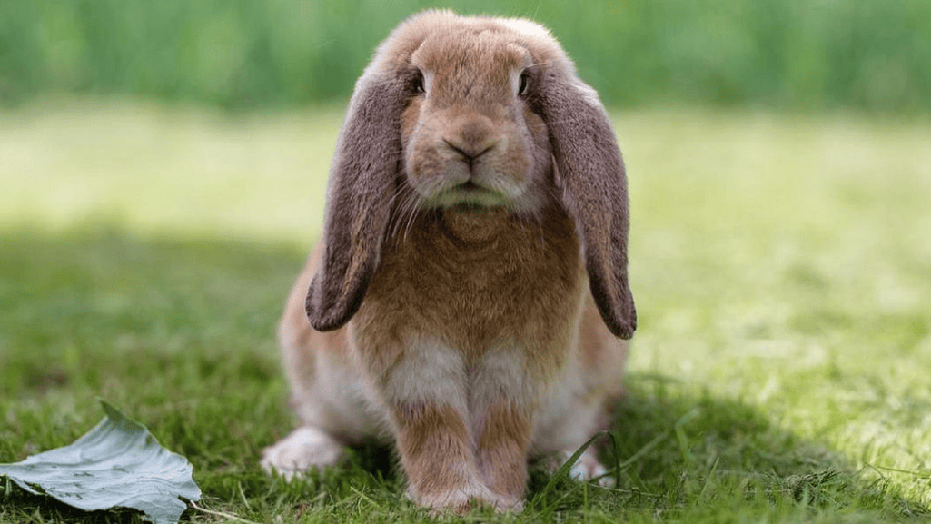 Rabbit Show Breeds