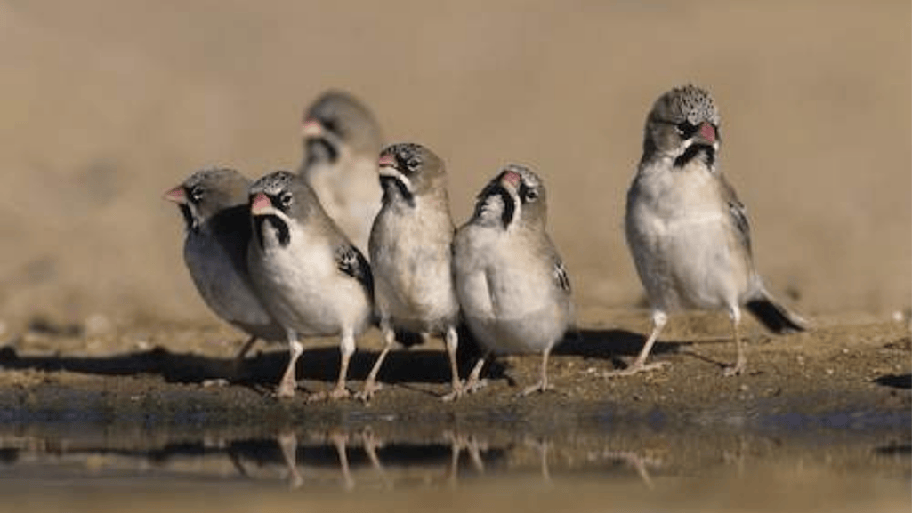 Types of finch birds