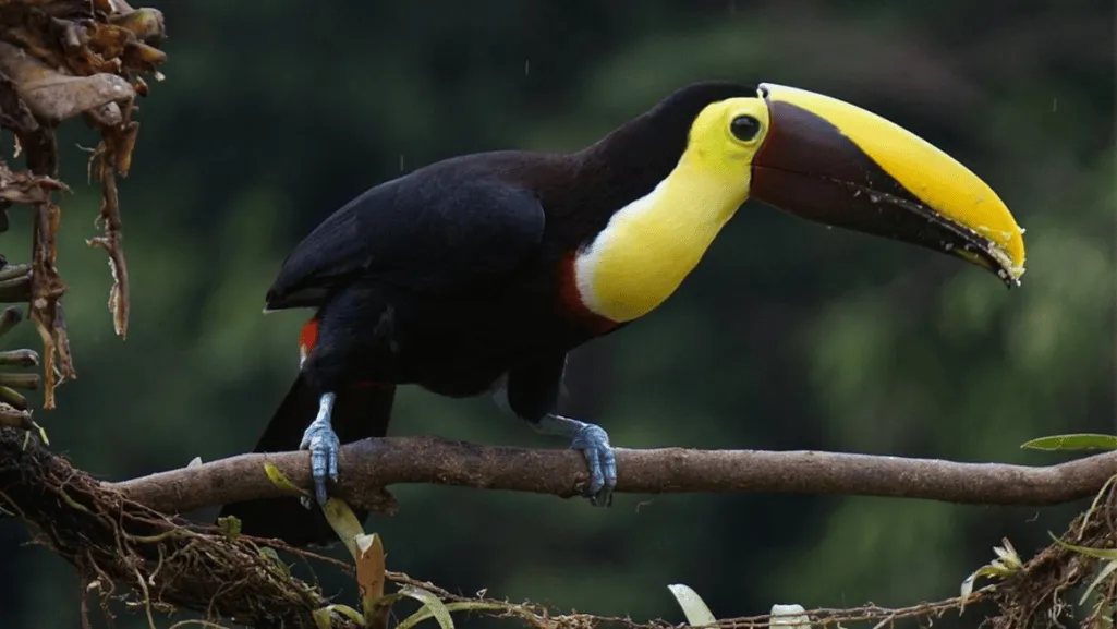 Addressing Common Toucan Medical Conditions