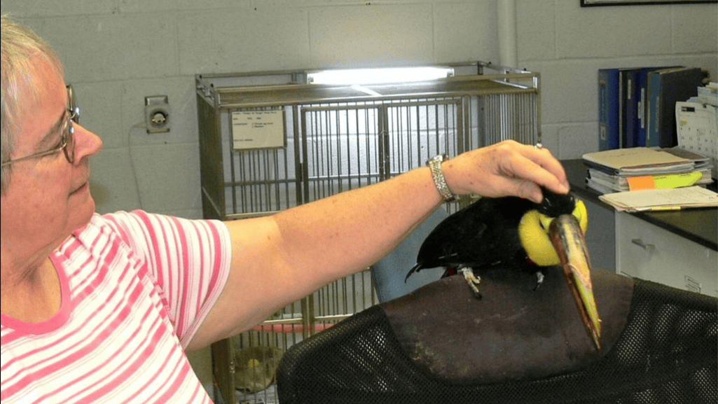 Anesthesia and Surgical Procedures for Toucans