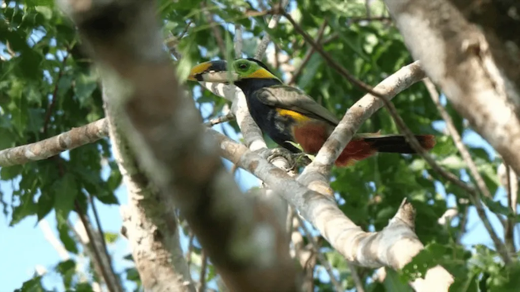 Behavior of Gould's Toucanet