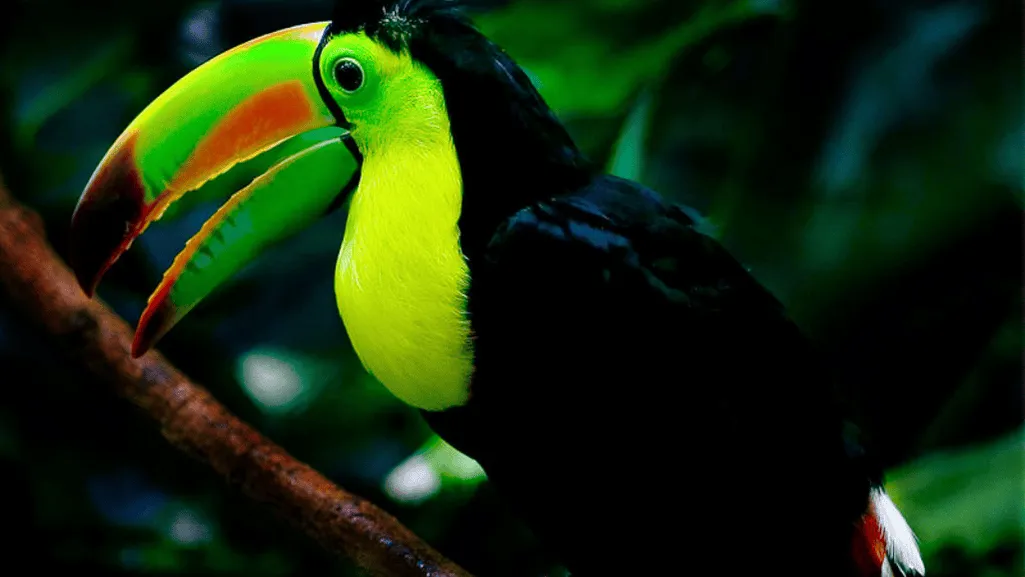 Behavior of the Black-billed Mountain Toucan