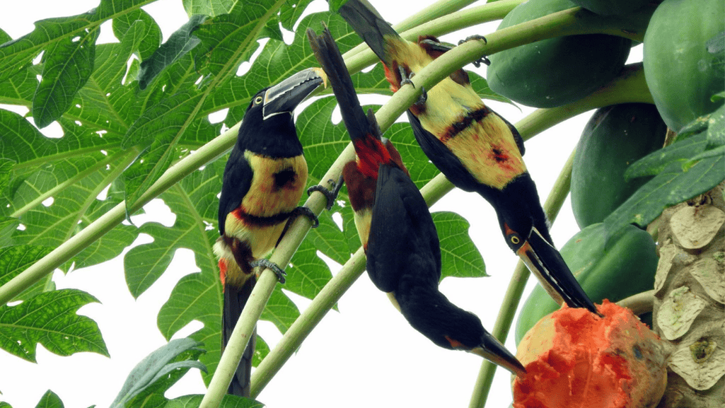 Birding Opportunities and Bird Identification Tips