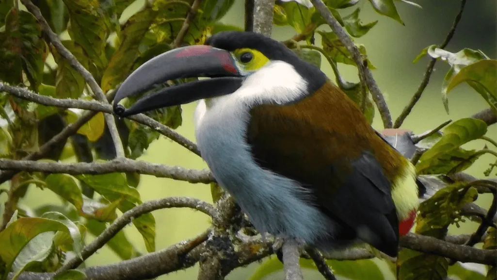 Black-billed Mountain Toucan and Black-billed Mountain Toucan 