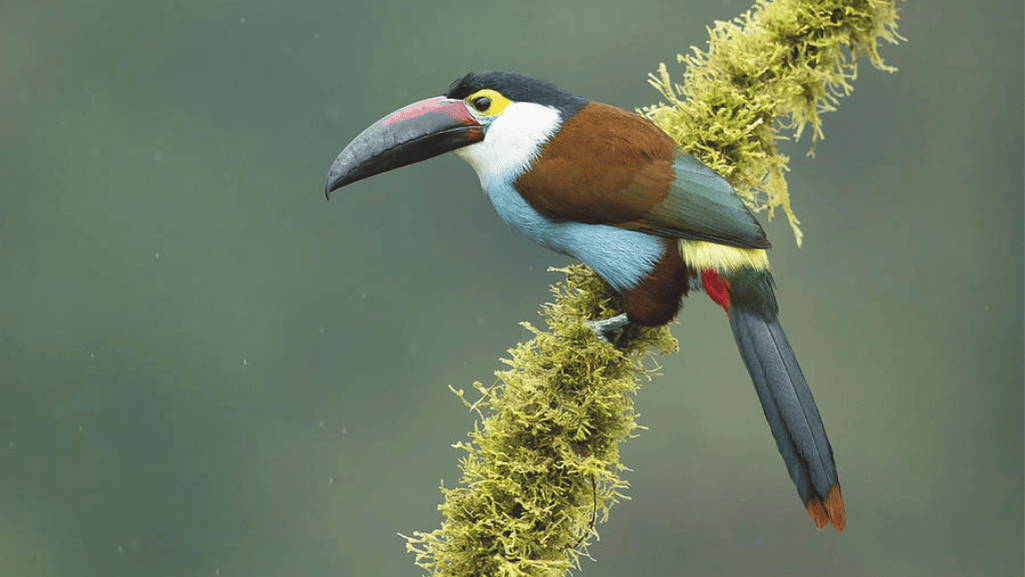 Black-billed Mountain Toucan