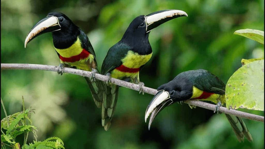 Black-necked Aracari breeding
