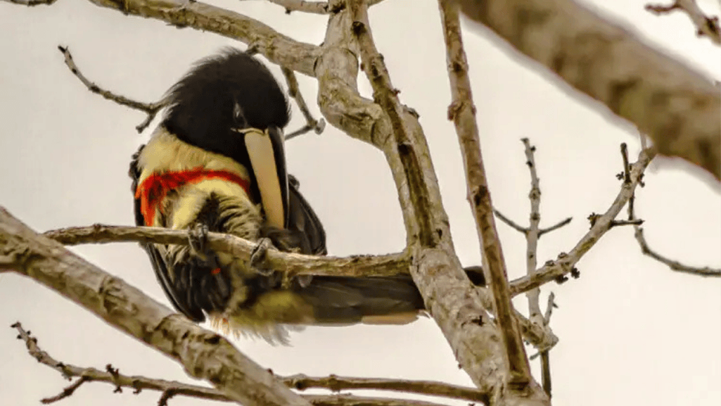 Black-necked Aracari diet