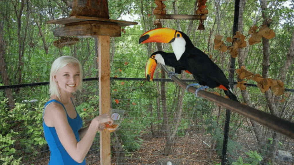 Building a Strong Relationship with Your Toucan Veterinarian
