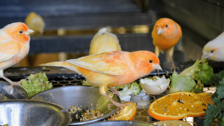 Canaries Feeding Schedule