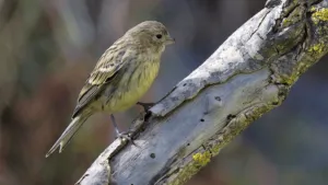 canary weight management