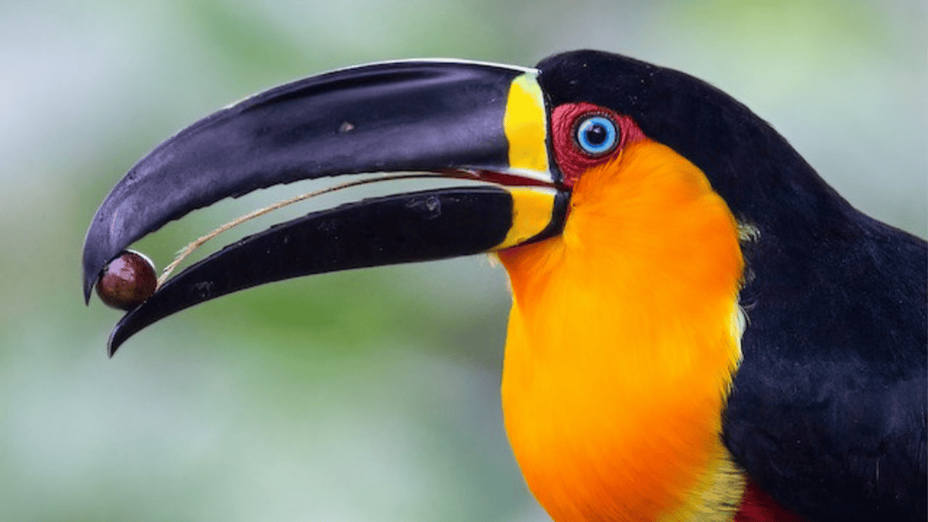 Channel-billed Toucan and channel billed toucan ramphastos vitellinus