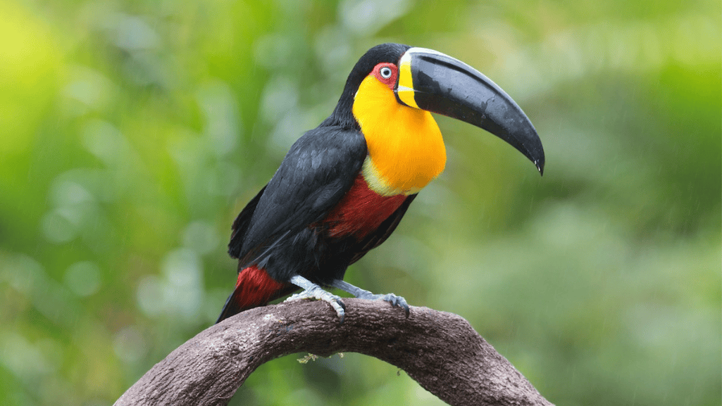 Channel-billed Toucan