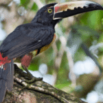 Collared Aracari