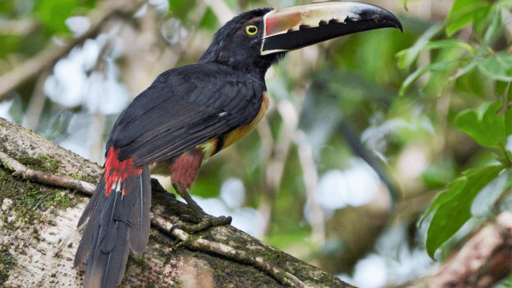 Collared Aracari