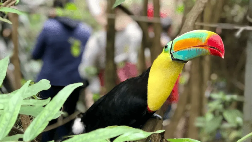 Common Health Issues in Toucans