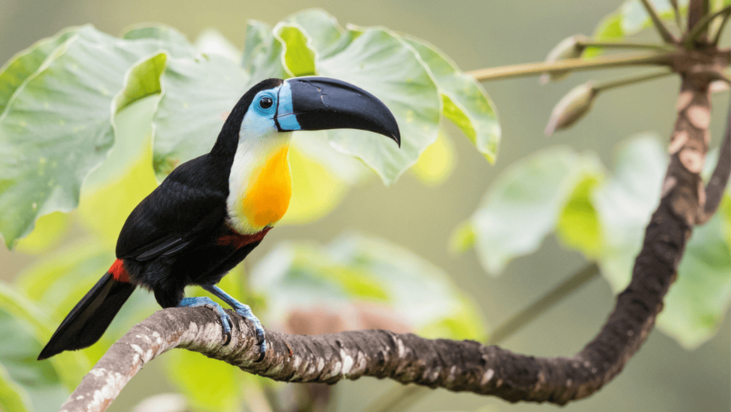 Conservation Efforts