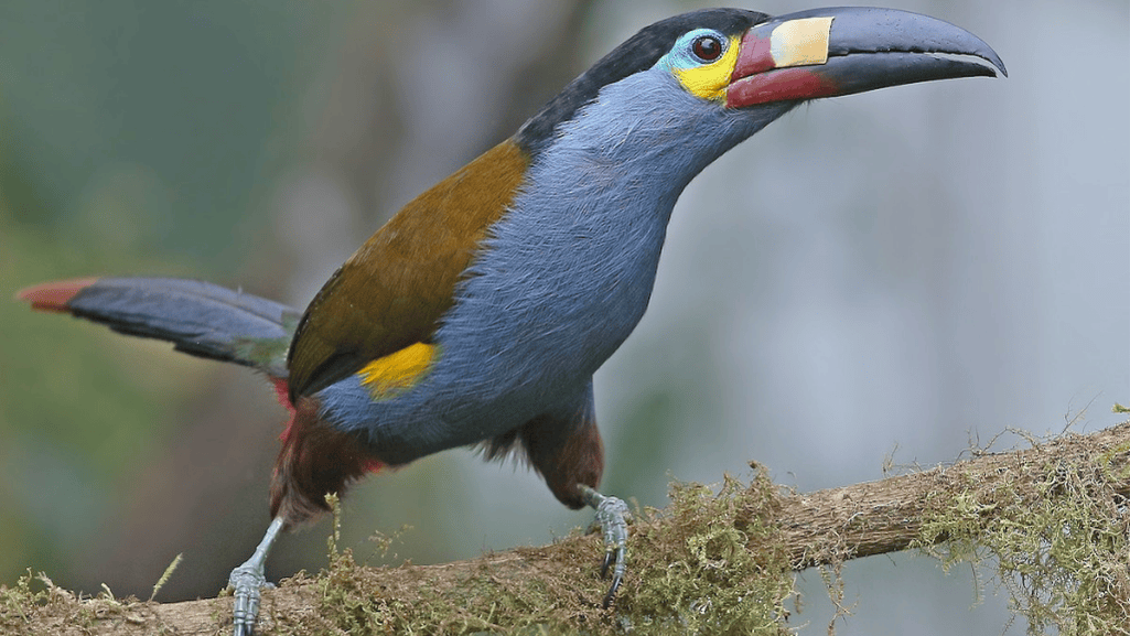 Conservation Status and Threats