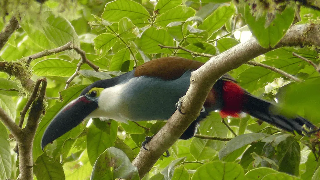 Conservation Status of the Black-billed Mountain Toucan
