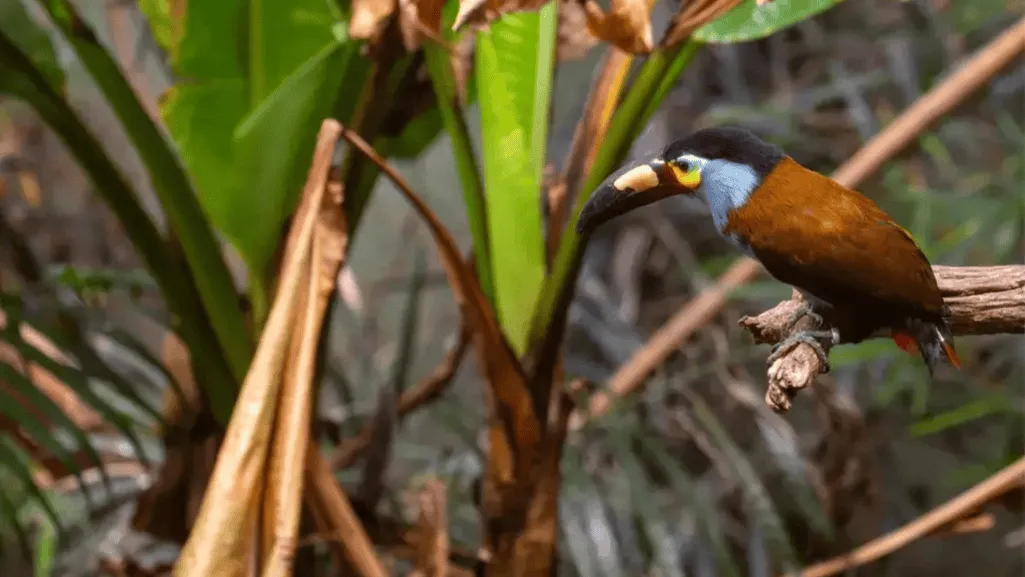 Distribution and Habitat