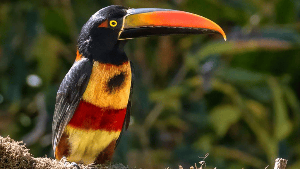 Fiery-billed Aracari habitat