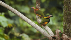 Golden Collared Toucanet