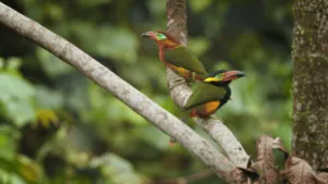 Golden Collared Toucanet