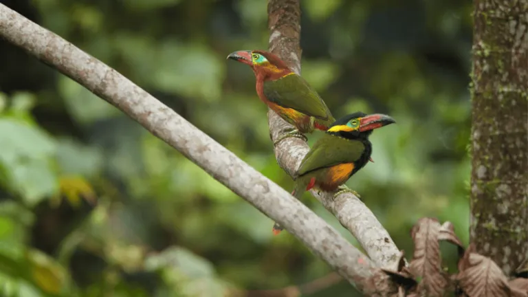 Golden Collared Toucanet