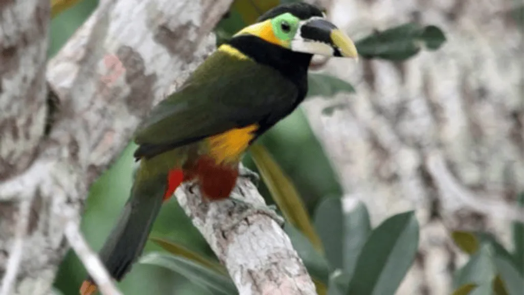 Gould's Toucanet