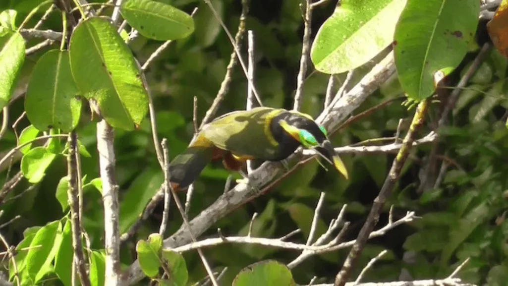Gould's Toucanet