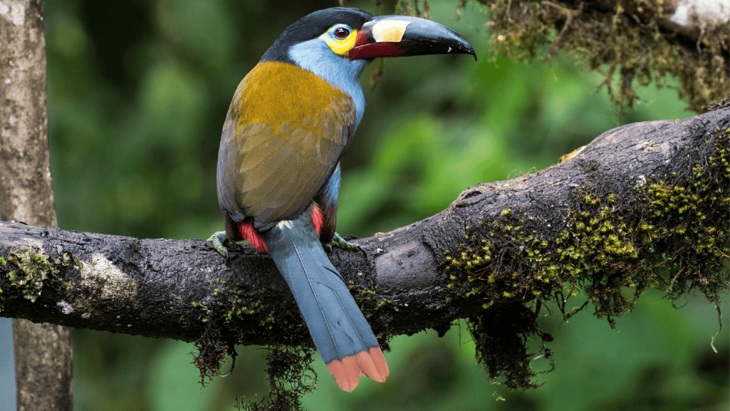 Plate-billed Mountain Toucan behavior
