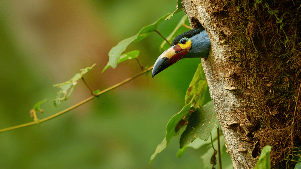 Plate-billed Mountain Toucan breeding