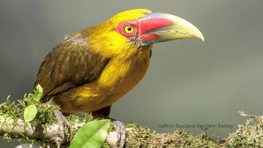 Saffron Toucanet