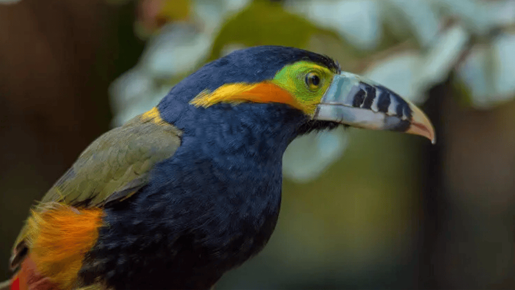 Spot-billed Toucanet