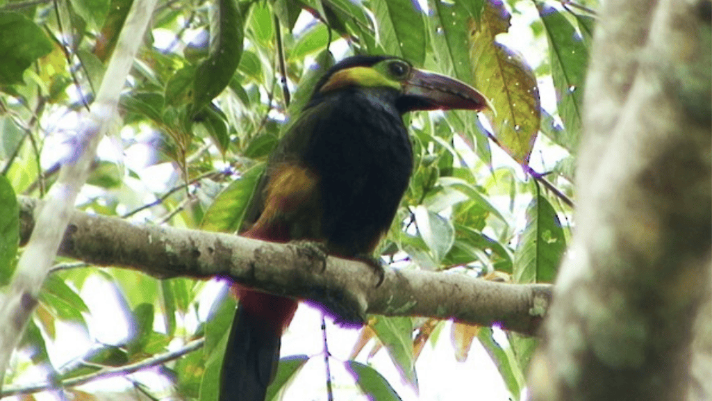 Tawny-tufted Toucanet reproduction