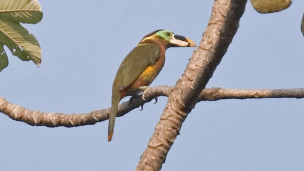Taxonomy and Systematics of Gould's Toucanet and goulds toucanet selenidera gouldii