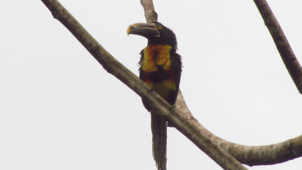 Threats and Conservation Status - Stripe-billed Aracari Threats and Conservation Status - Stripe-billed Aracari