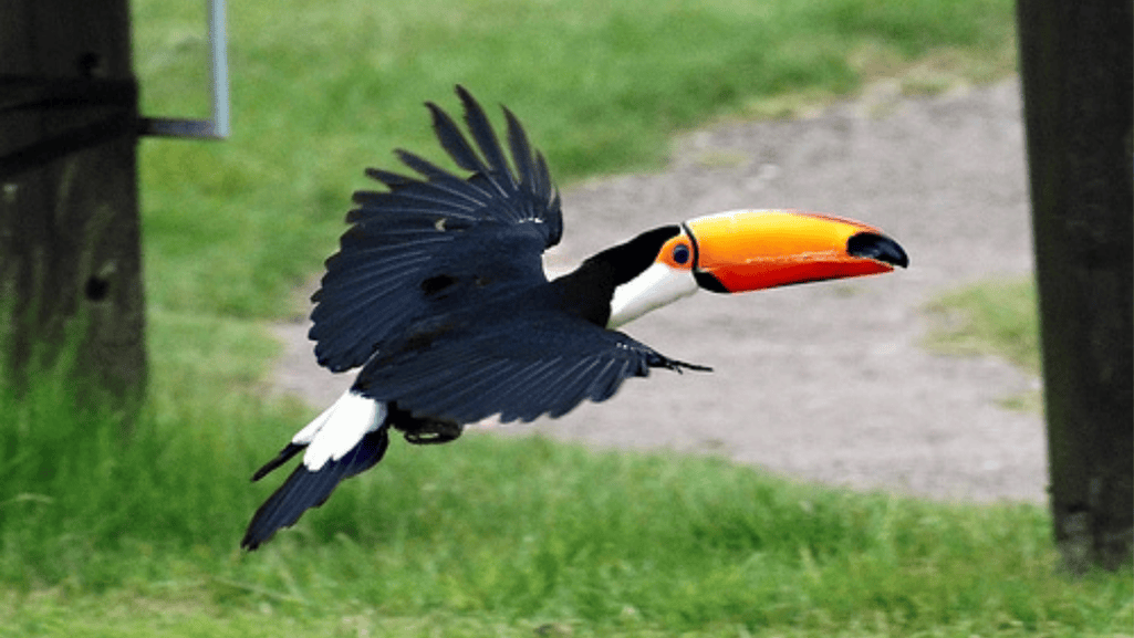 Toucan Health Check-up