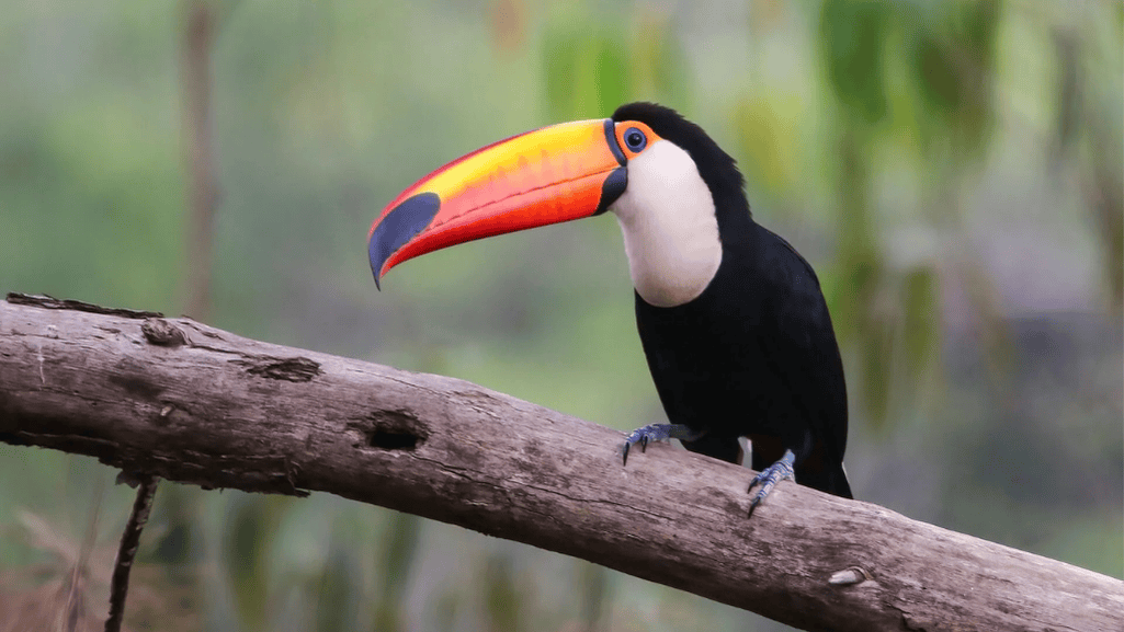 Toucan nesting habits