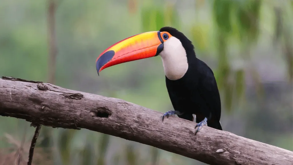 Toucan nesting habits