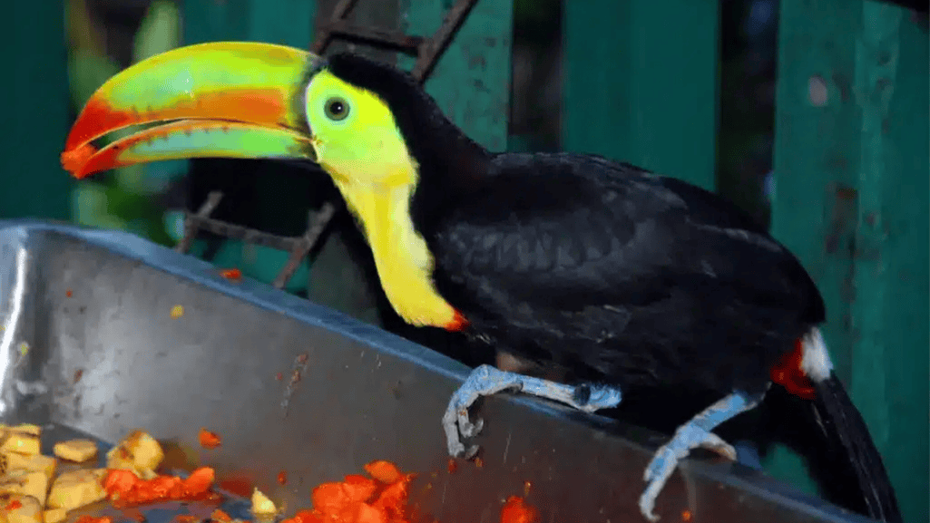 Toucan nutrition