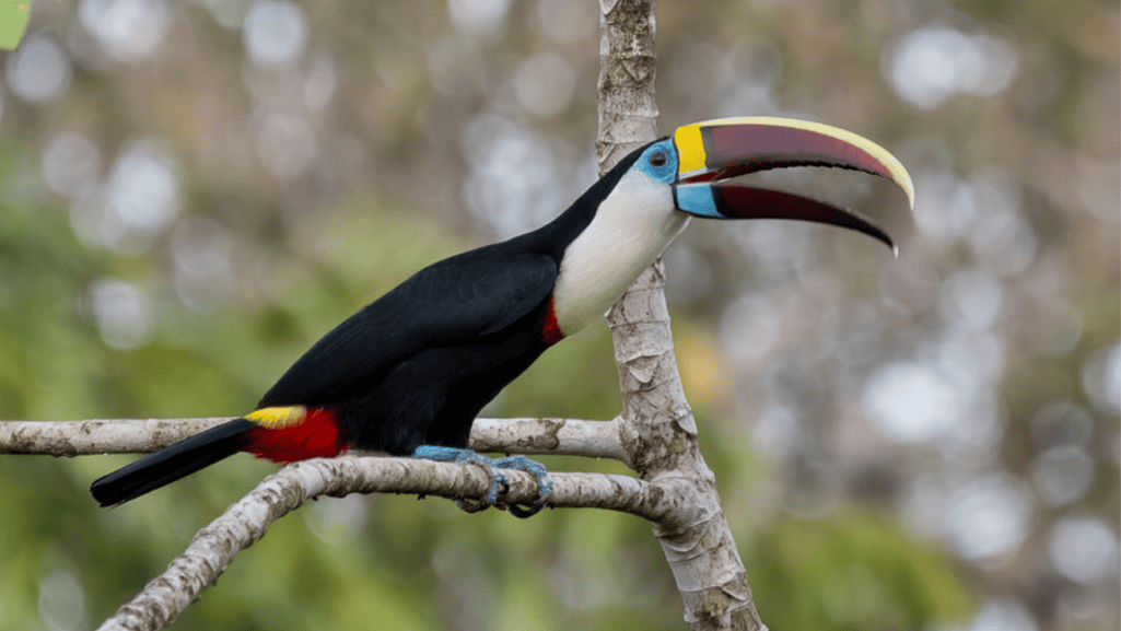 Toucan vocalizations