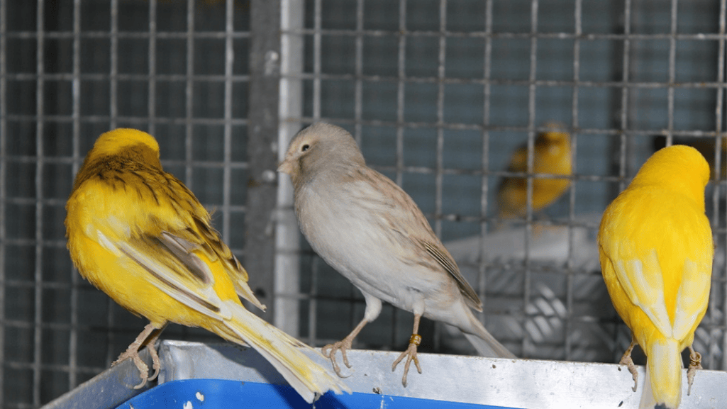 Types of Canary Birds