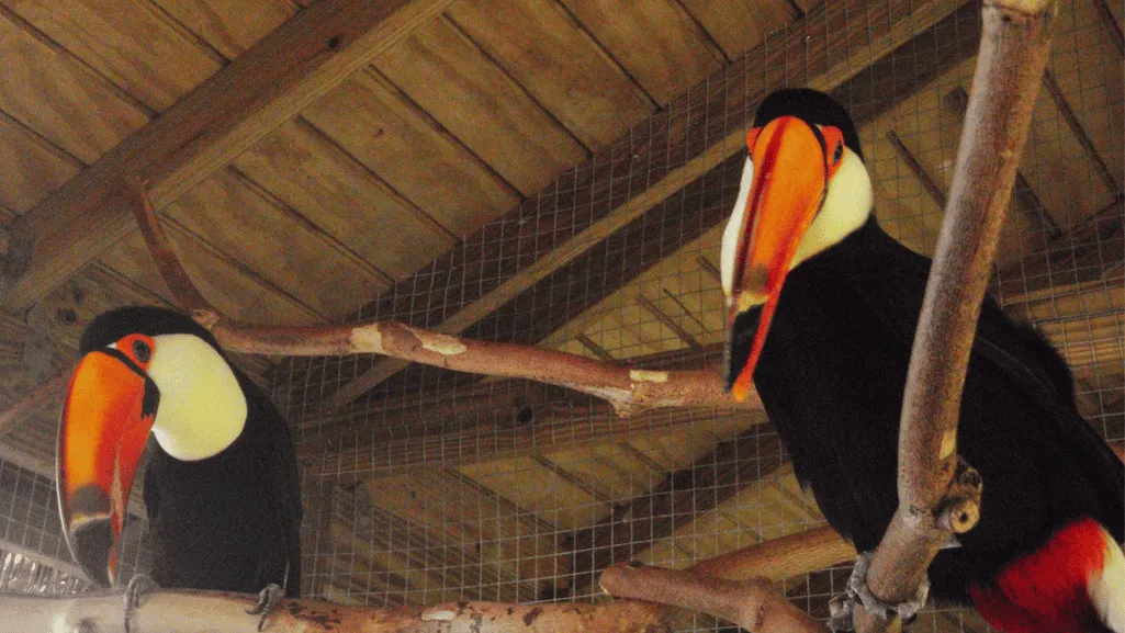 Vocalizations A Language of Their Own