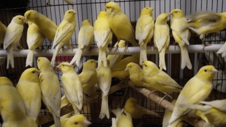 Yorkshire Canary Birds