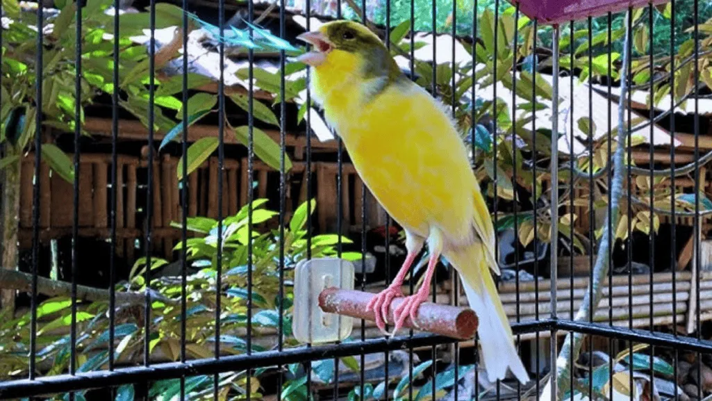 Yorkshire Canary singing and Yorkshire Canary Birds