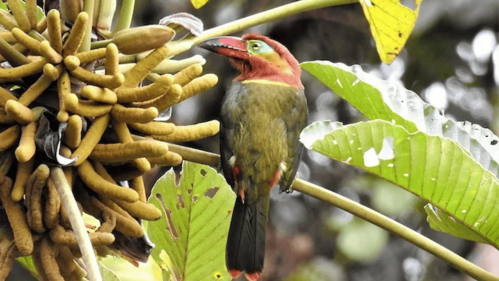 bird conservation