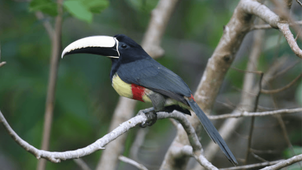 black necked aracari