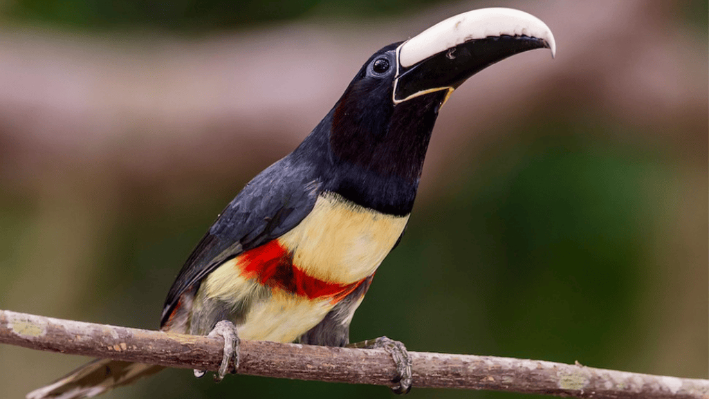black necked aracari