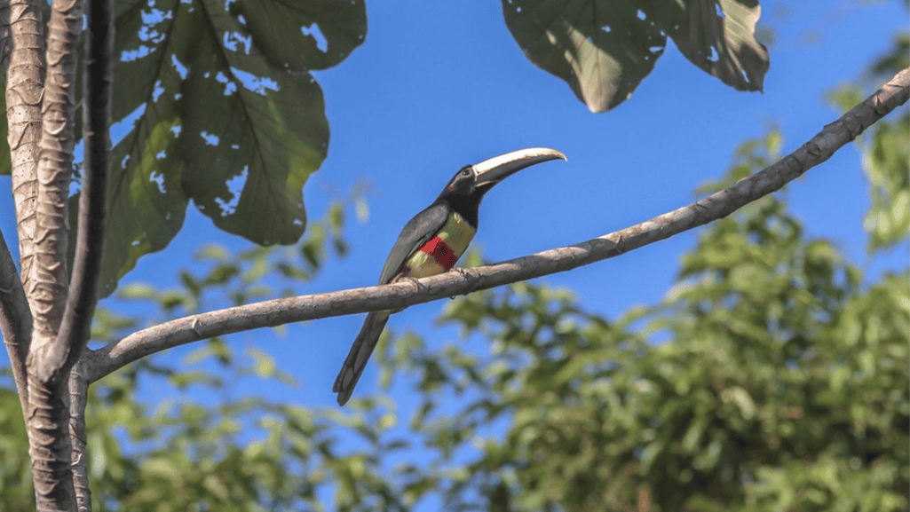 black necked aracari
